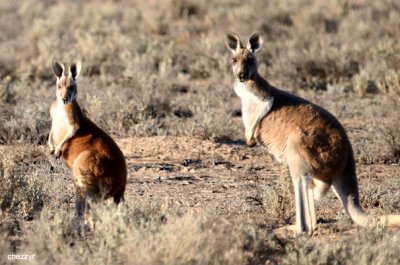 0433- red kangaroos