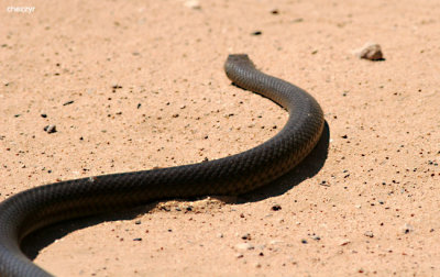 0061-snake at hattah