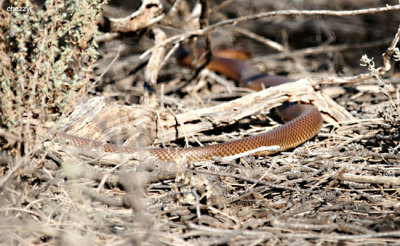 0373-snake at mungo