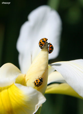 0625-ladybugs