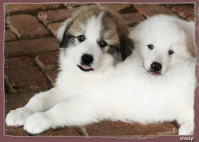 pyrenean mountain dog puppies