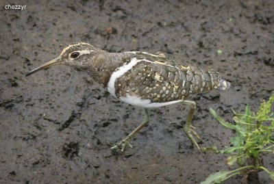 0836- painted snipe