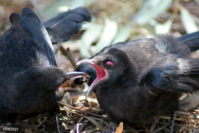 2404- young white winged chough being fed