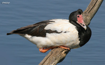2158-magpie-goose