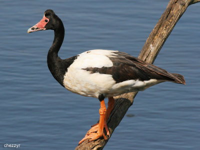 2169-magpie-goose