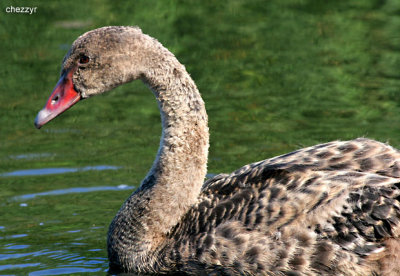 2219-swan-juvenile