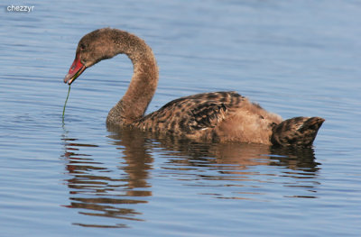 2225-swan-juvenile