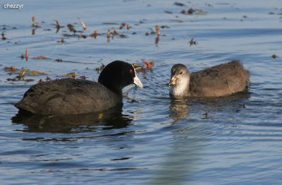 2301- eurasian coot with young