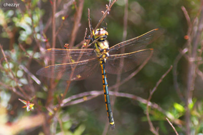 2141-dragonfly