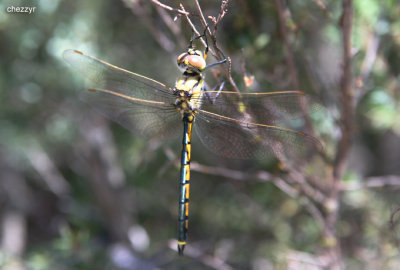 2417-dragonfly