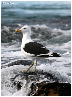5851- kelp gull