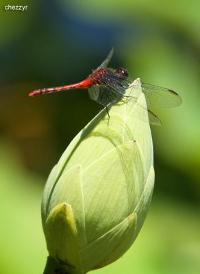2062-dragonfly