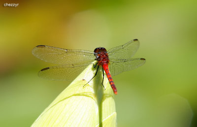 2071-dragonfly