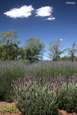 2160- lavender in yarra ranges