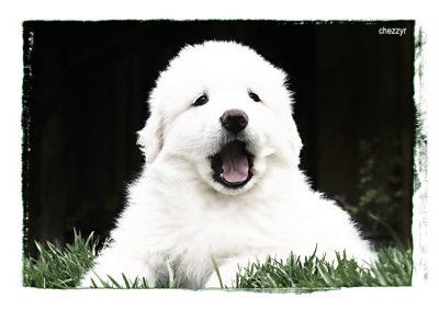 ** pyrenean mountain dog puppy
