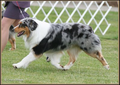 Australian Shepherd 