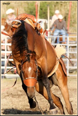 3171-rodeo-bronc.jpg