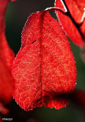 2789-red-leaf