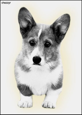 Welsh Corgi puppy Pembroke