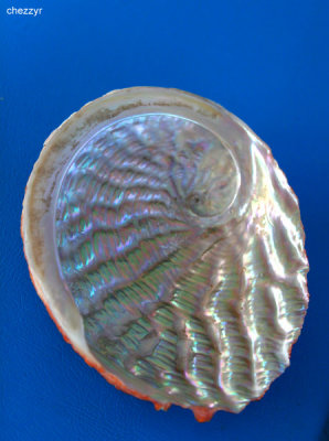 4034- abalone shell (MV Loch Ard cruise)
