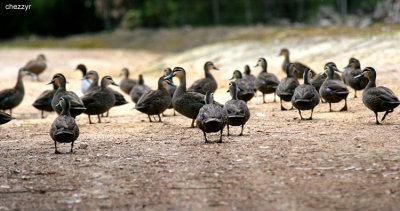 4160- ducks at Adobe