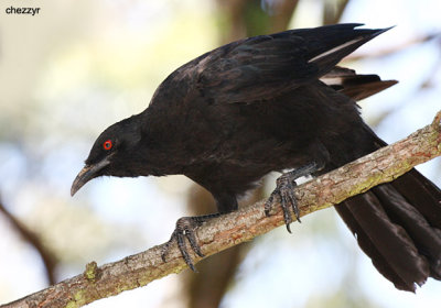 4367- white winged chough