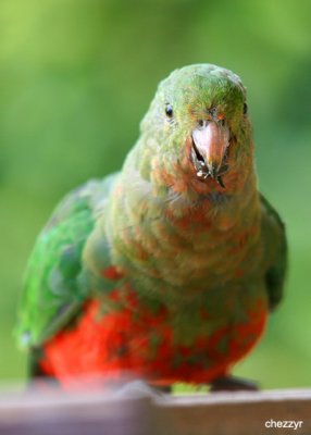 4115-king-parrot (female)