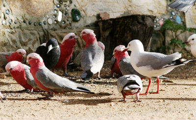 4239- galahs, sea gull and magpie at adobe mudbrick flats, Mallacoota