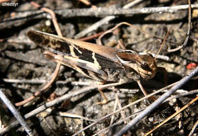 4512- grasshopper