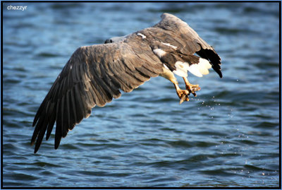 white bellied sea eagle catching fish