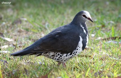 4199-wonga-pigeon