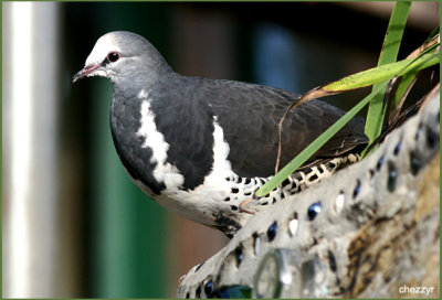 4211-wonga-pigeon