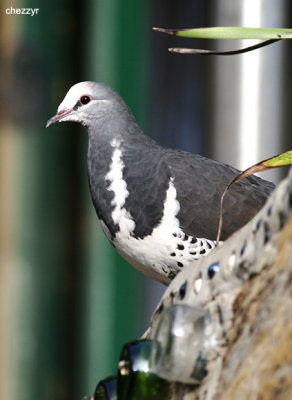 4215-wonga-pigeon