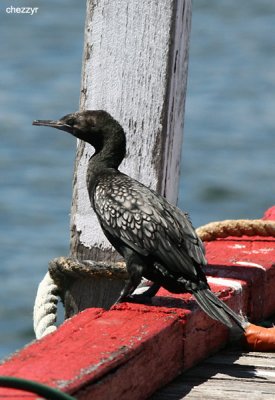 3742-cormorant
