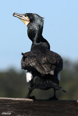 3761-cormorant