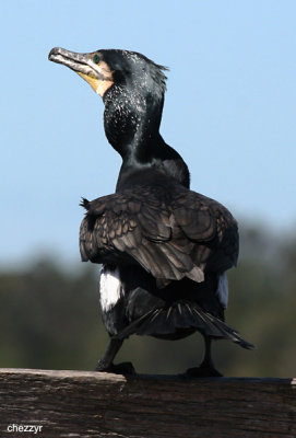 Great Cormorant