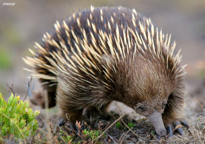 5264-echidna