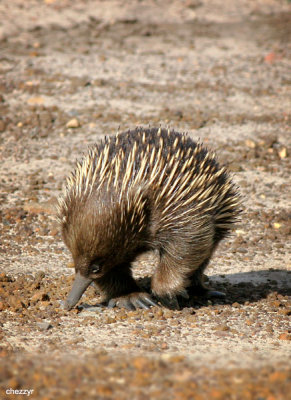 5436-echidna