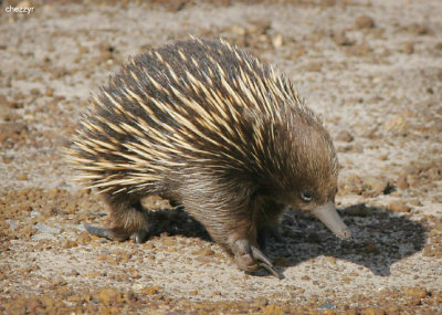 5437-echidna