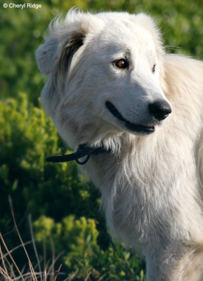 Maremma dogs at Gannet colony