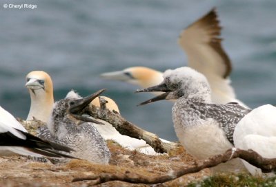 5335b-young-gannets