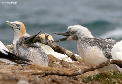 5336-young-gannets
