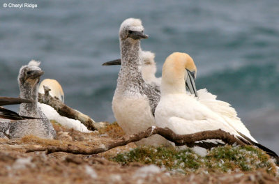 5343b-young-gannets