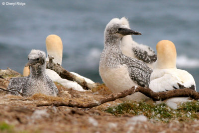 5349-young-gannets