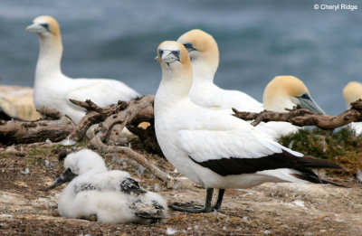 5353-young-gannet