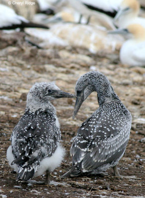 5362-young-gannets