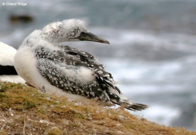 5364-young-gannet