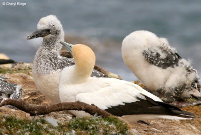 5369-young-gannet