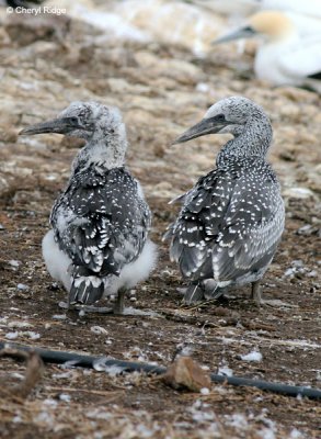 5374-young-gannets