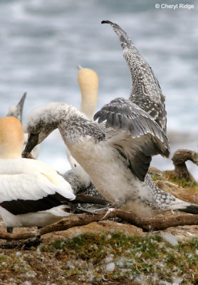 5382-young-gannet